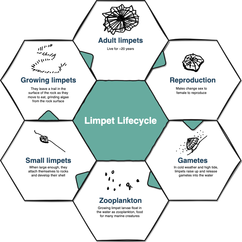 Modify an existing template or infographic shape in draw.io to create an infographic quickly